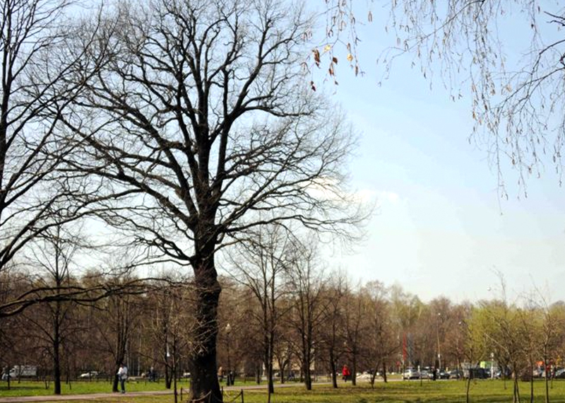 Самый старый дуб в Москве обследуют за 543 тысячи рублей