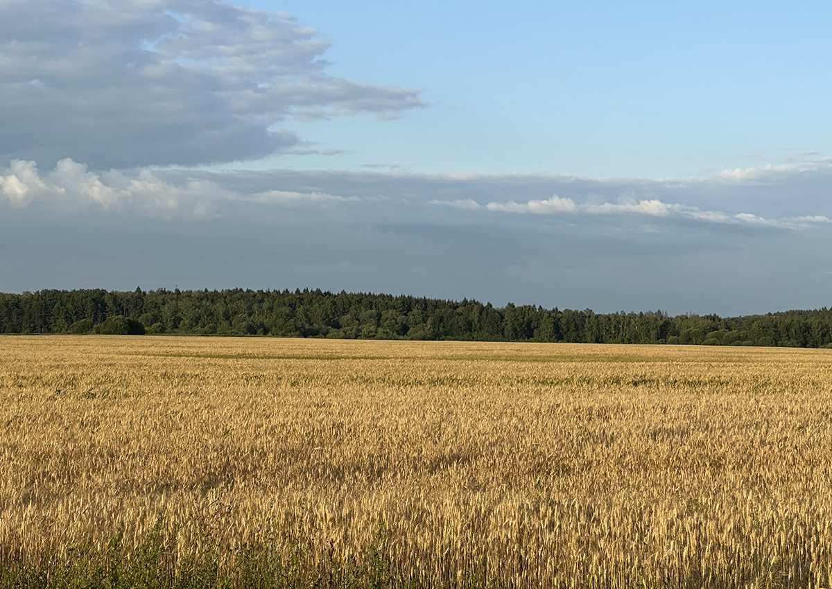 В России допустили снижение урожайности зерновых