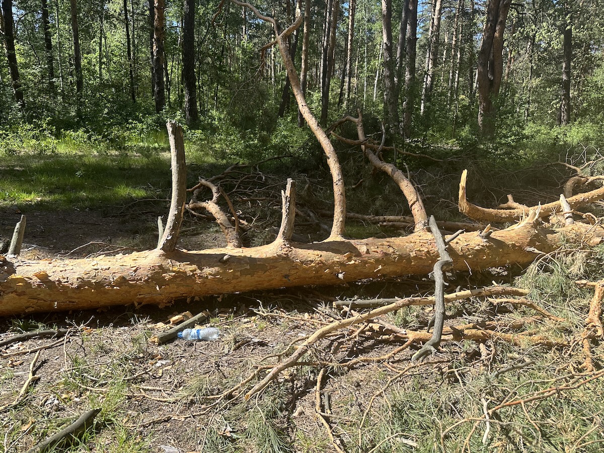 Почему и в каких объёмах гибнет лес в России
