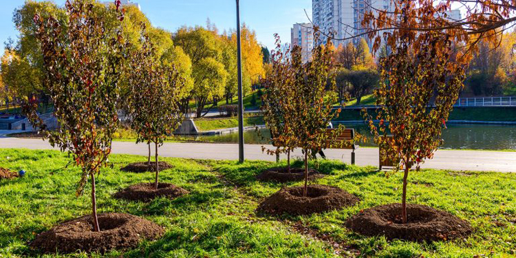 Осенью в московских парках высадят 5 тысяч деревьев