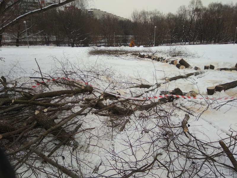 «Наш микрорайон сотрут с лица земли»: в парке на Ивана Франко возобновили вырубку деревьев 