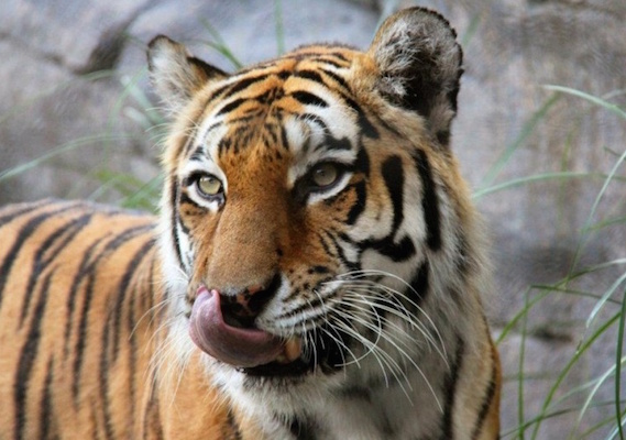 В Санкт-Петербурге из зоопарка сбежала тигрица