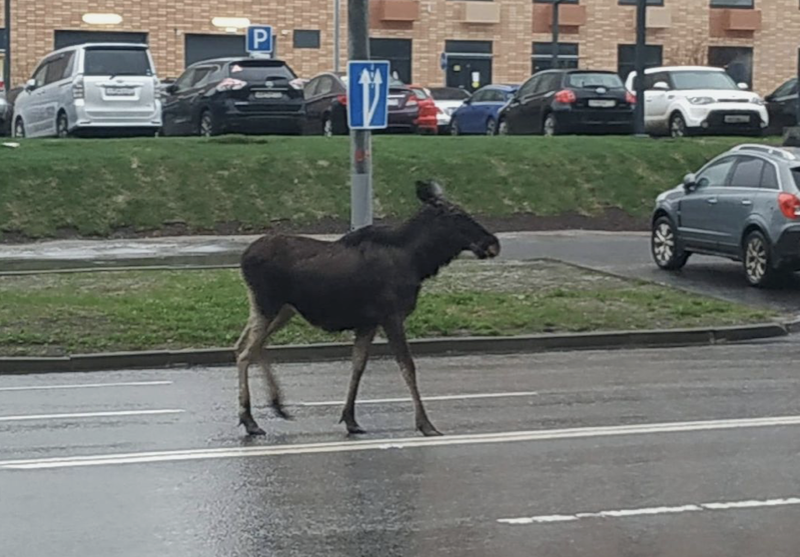 На юге Москвы заметили гуляющего лося 