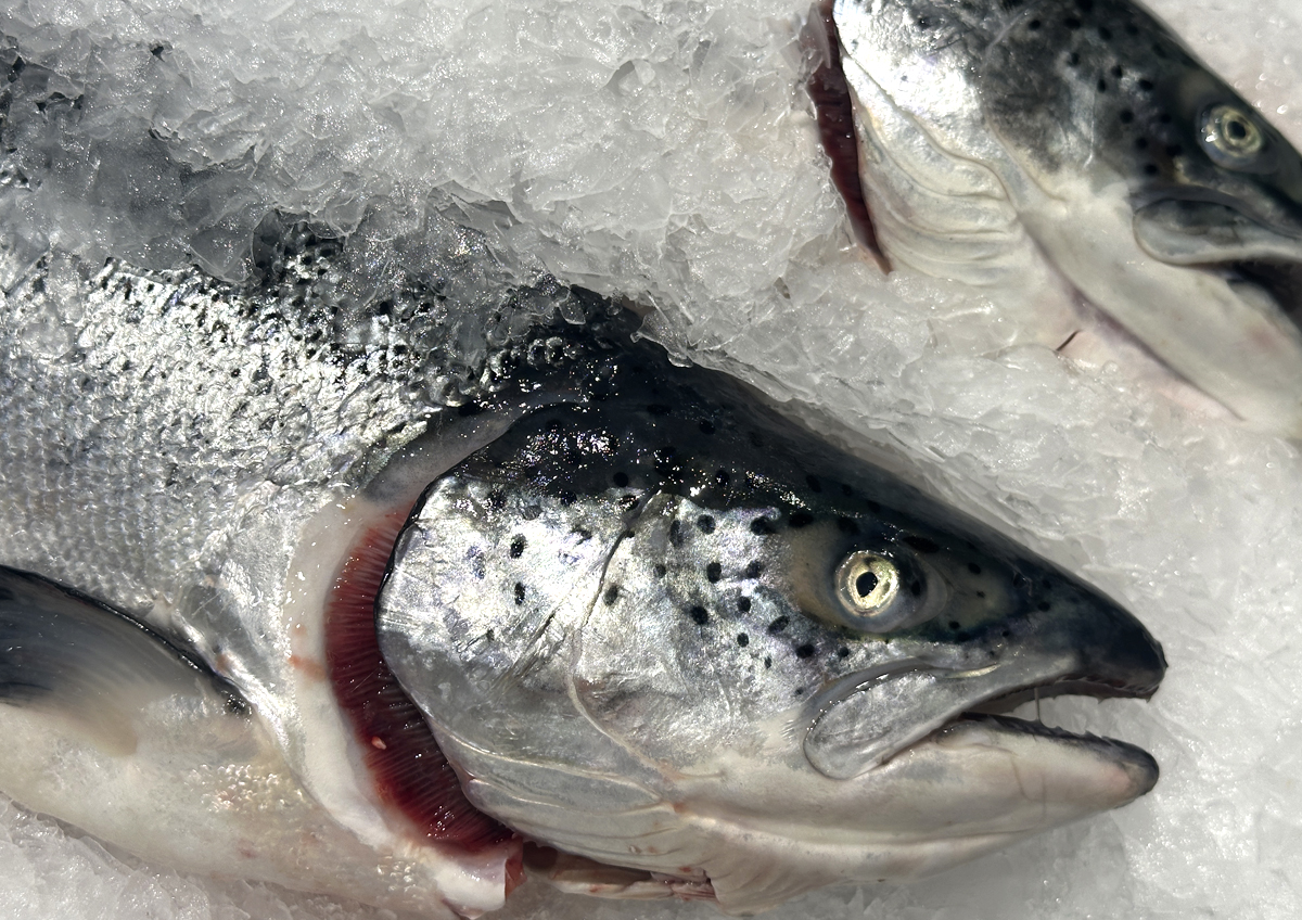 Цены на рыбу и морепродукты в Приморье растут Цены на рыбу и морепродукты в Приморье растут