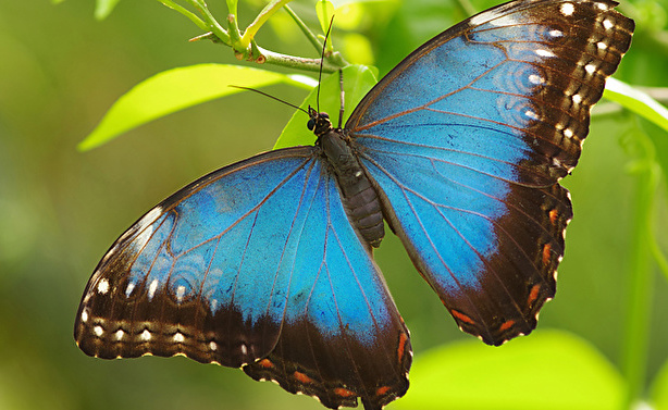 Московский зоопарк закупит более 4 тысяч тропических бабочек 
