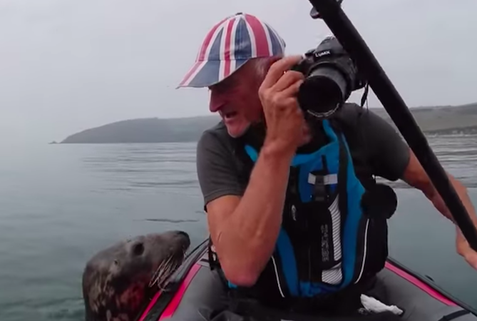 В Англии дружелюбный тюлень пытался залезть к туристам в байдарку. Видео 