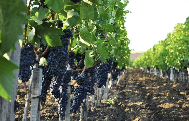 Эксперт: «В стране появились достойные виноделы». Россияне стали больше пить вино 