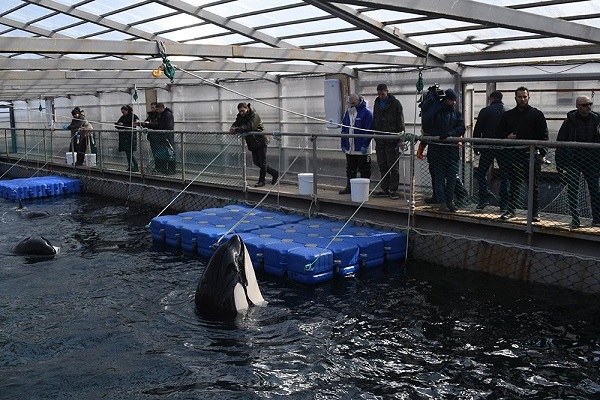 Отловщики косаток, ученые и власти Приморья подписали соглашение по «китовой тюрьме»