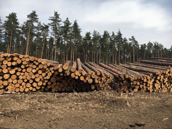 Жители Одинцовского района обеспокоены вырубкой Раздоровского леса 
