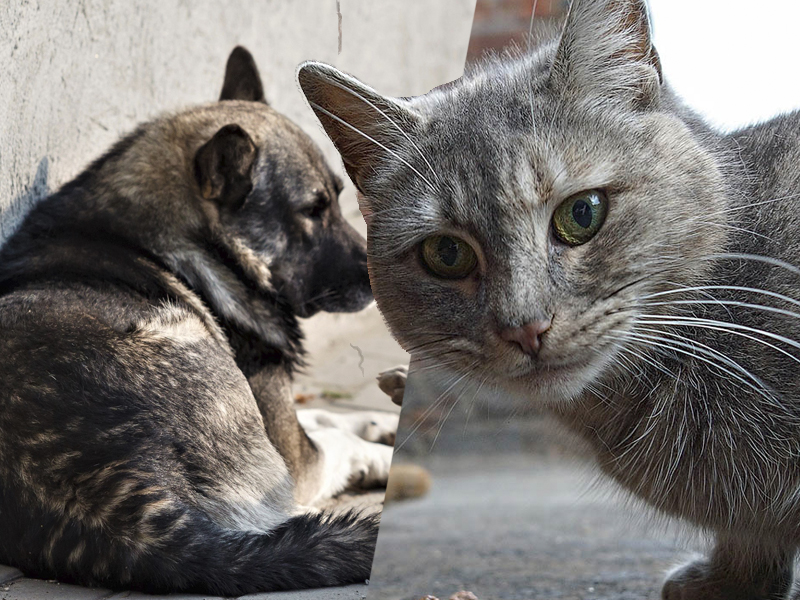 Депутат Госдумы Бурматов: «Мэры, которые не убирают с улиц бродячих животных, должны нести ответственность»