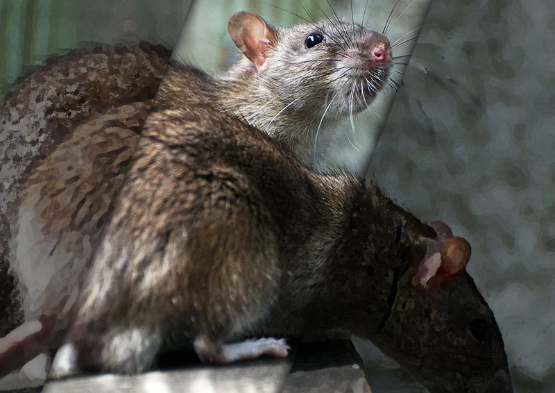 Жителей дома на северо-западе Москвы атаковали крысы 