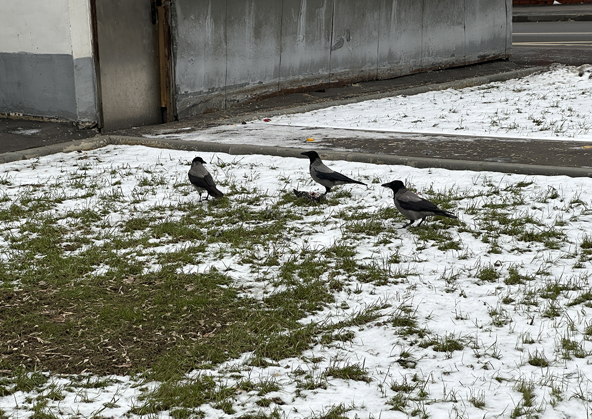 В Московском регионе ожидается первый снежный покров