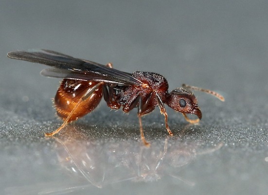 Власти объяснили нашествие летающих муравьев на Москву