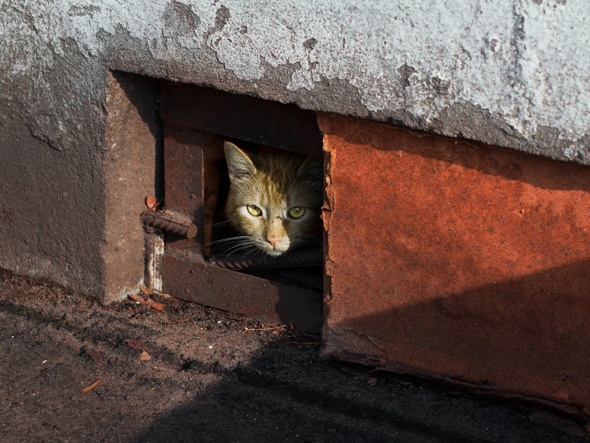 Зоозащитники сообщили об очередной волне замуровывания кошек в подвалах московских домов 