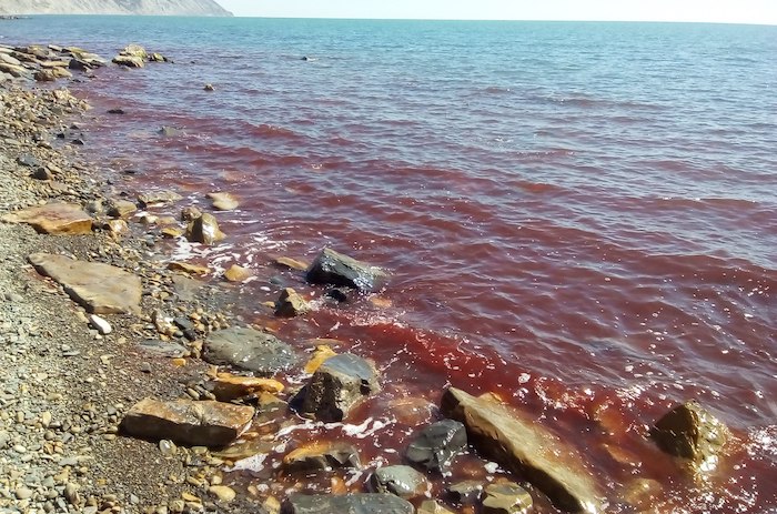 В Черное море сливают ядовитые отходы, сообщил 