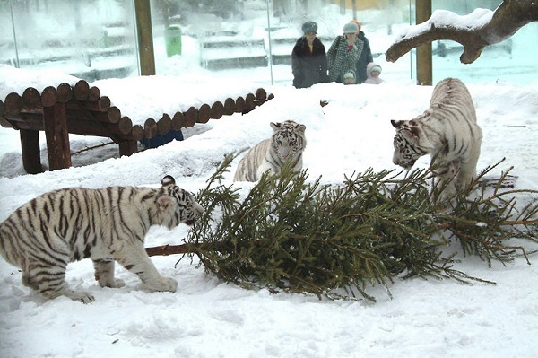Тысяча нераспроданных елок досталась обитателям Московского зоопарка