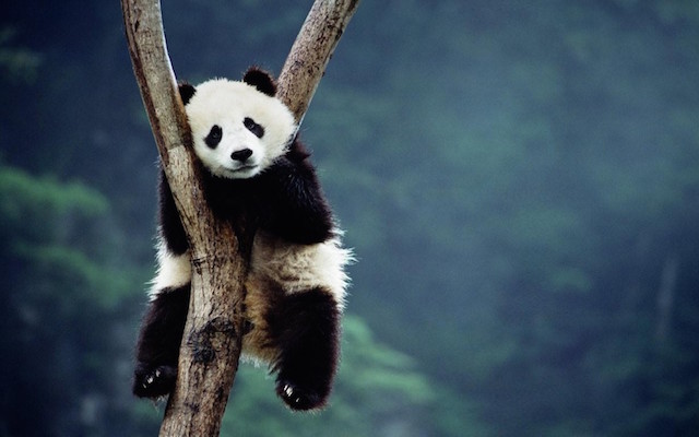 МСОП поменял статут больших панд с «вымирающего» до «уязвимого»