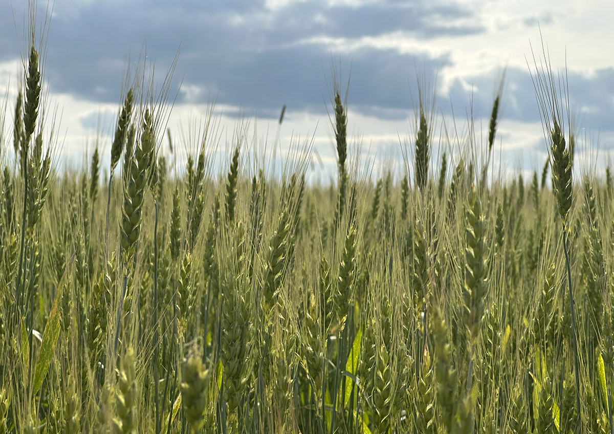 На мировом рынке зерна усиливается конкуренция