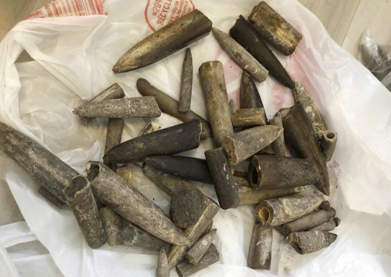 Во дворе жилого дома в Ясенево жительница нашла аммониты, белемниты и кость древнего животного