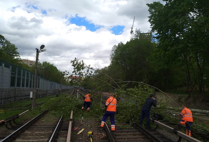 Упавшее дерево на участке Филевской линии метро убрали