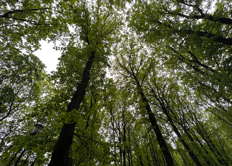 «Развернет нас на несколько лет назад»: в Госдуме обсуждают введение моратория на отдельные статьи Лесного кодекса
